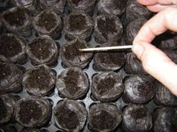 Посадка и выращивание петунии в торфяных таблетках