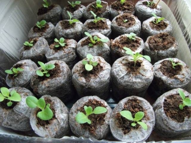 Посадка и выращивание петунии в торфяных таблетках