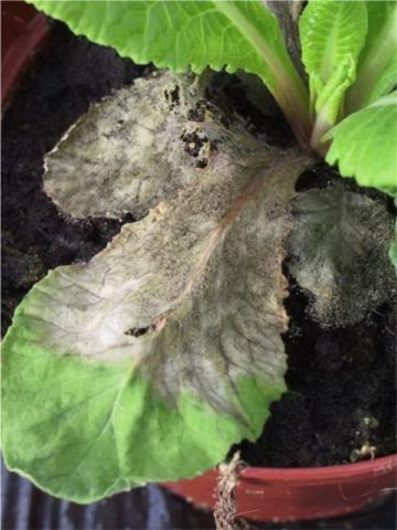 Примула мелкозубчатая – выращиваем из семян