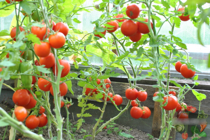 Ранние сорта томатов для открытого грунта низкорослые