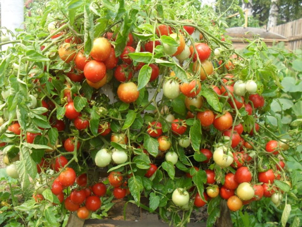 Ранние сорта томатов для открытого грунта низкорослые