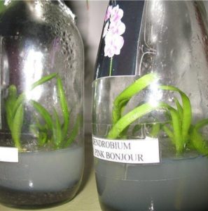 Размножение орхидей в домашних условиях: 5 способов работы