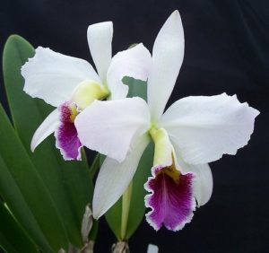 Размножение орхидей в домашних условиях: 5 способов работы