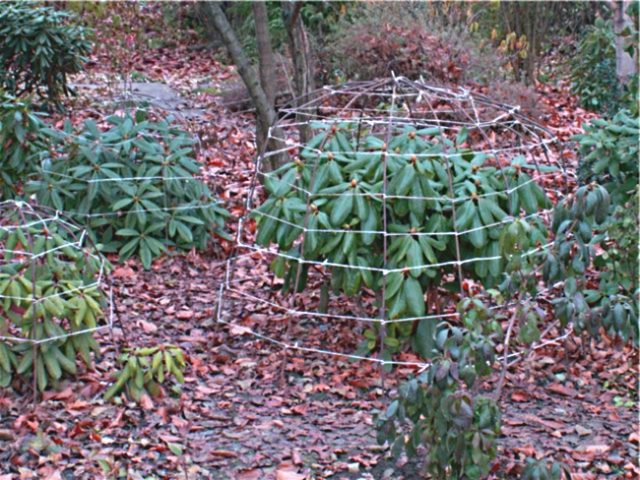 Рододендрон Шлиппенбах: фото, выращивание из семян, полезные свойства