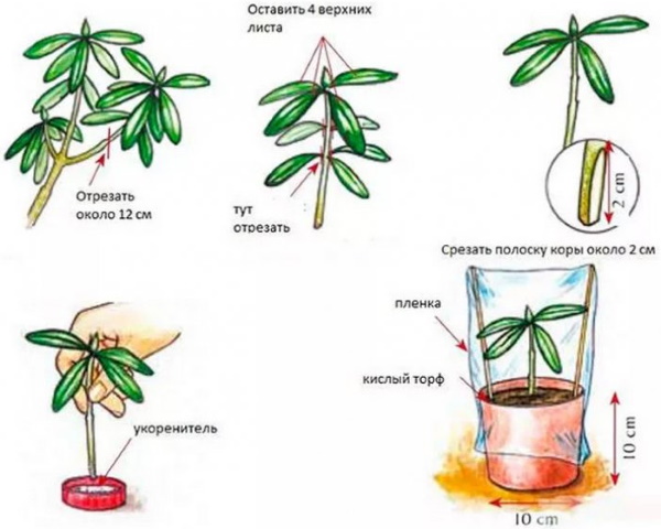 Рододендроны. Выращивание и уход, фото и описание, размножение, морозоустойчивые сорта