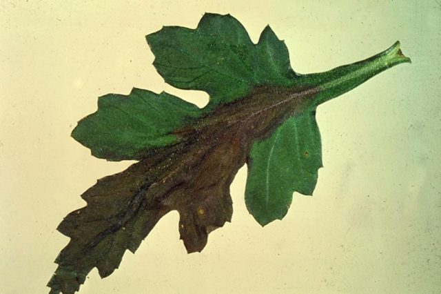 Ромашковая хризантема: описание, сорта, посадка и уход