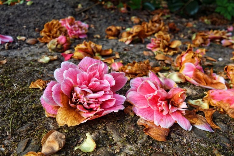 Розовый куст в саду, или 10 правил ухода за рододендроном в открытом грунте
