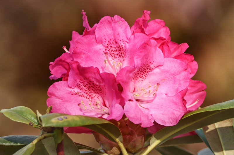 Розовый куст в саду, или 10 правил ухода за рододендроном в открытом грунте