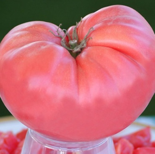 Гигантский розовый помидор. Описание сорта, фото, отзывы