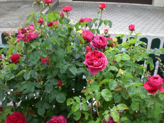 Схема посадки розы Остин