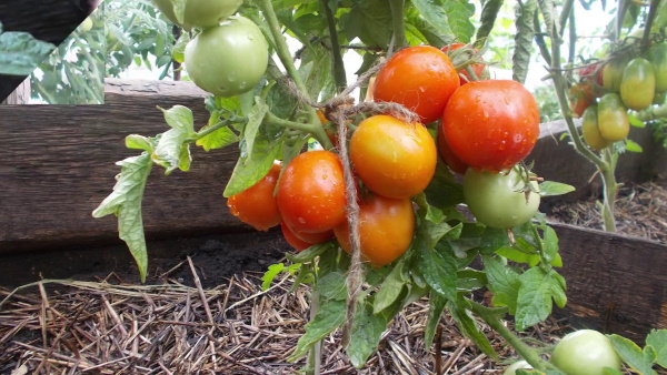 Ранние сорта спелых томатов для открытого грунта, ранние, мелкие готовые, фото