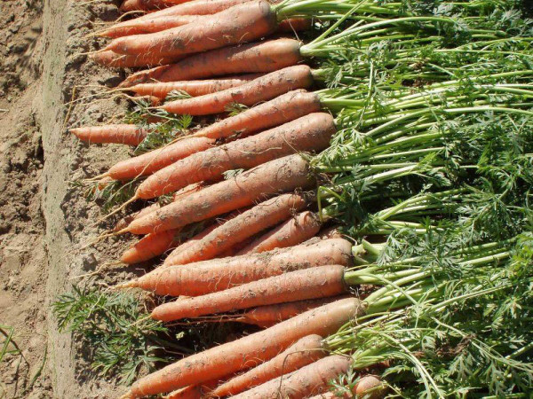 Сорт моркови для хранения лучше на зиму