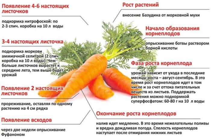Морковь сорта Шантане. Описание сорта, фото, отзывы