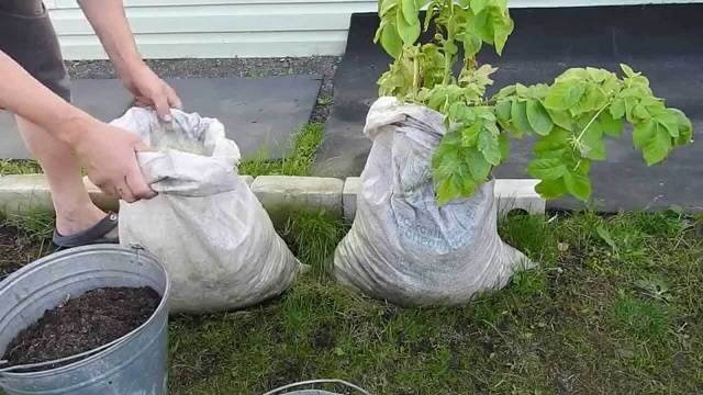 Как сажать картошку в мешки