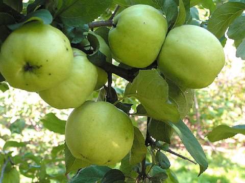 Сроки осенней посадки яблони в средней полосе России