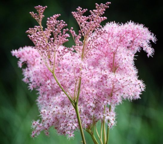 Таволга (таволга) розовая: выращивание и уход