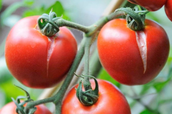 Абаканский розовый томат. Описание сорта, фото, отзывы, урожайность, характеристики