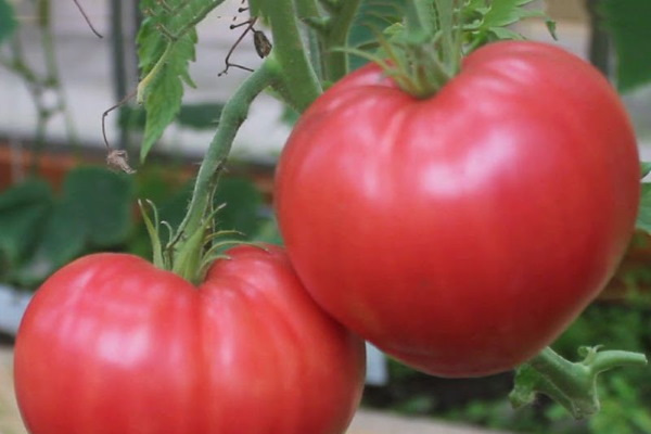 Абаканский розовый томат. Описание сорта, фото, отзывы, урожайность, характеристики