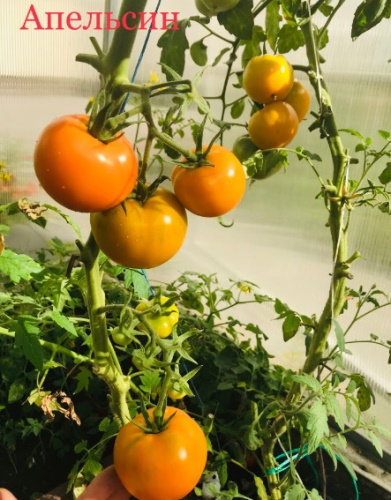 Оранжевый помидор. Отзывы, фото, описание сорта, урожайность