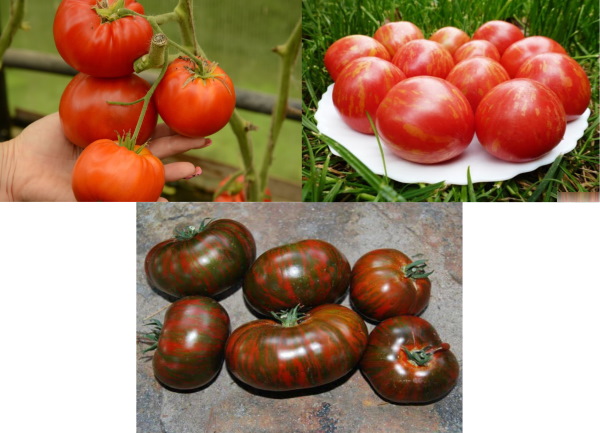 Арбузный помидор Описание сорта, фото, отзывы, кто сажал, характеристики, урожайность, где купить
