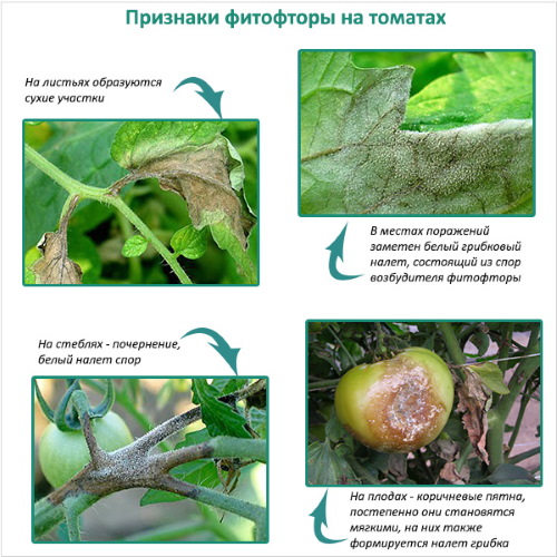 Арбузный помидор Описание сорта, фото, отзывы, кто сажал, характеристики, урожайность, где купить