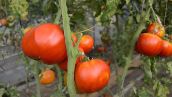 Бабушкин томат. Описание сорта, фото, отзывы, урожайность, характеристики
