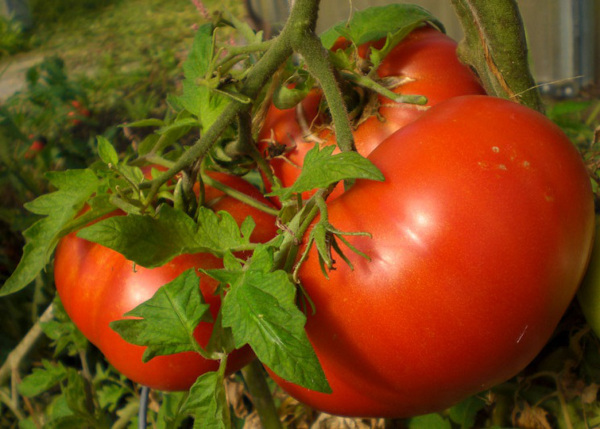 Стейк помидор. Описание сорта, фото, отзывы, характеристики