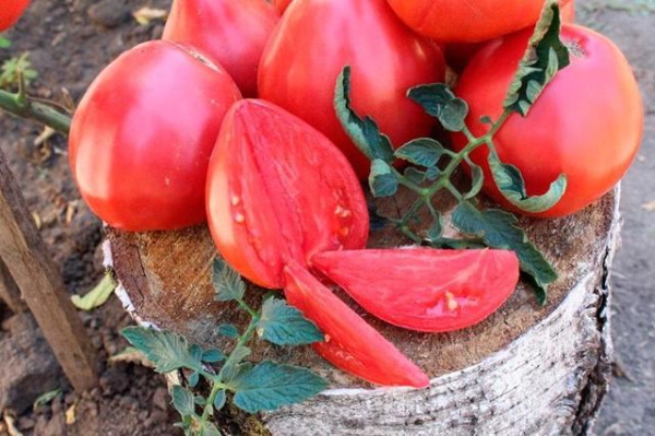 Буденовка помидор. Описание сорта, фото, отзывы, урожайность, характеристики