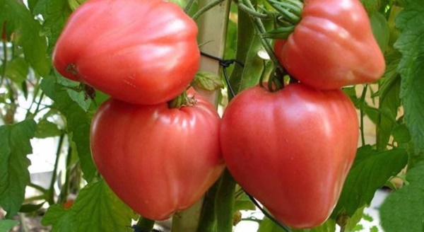 Буденовка помидор. Описание сорта, фото, отзывы, урожайность, характеристики