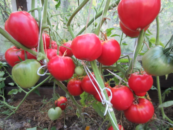 Сырой помидор. Отзывы, описание сорта, фото, характеристики