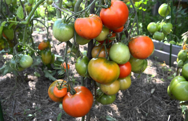 Дубравский томат. Описание сорта, фото, отзывы