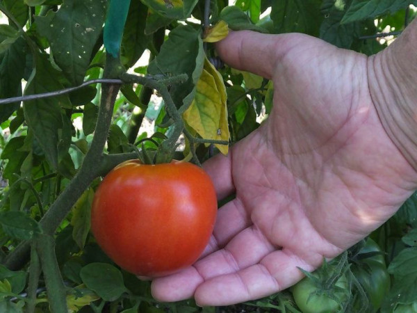 Дубравский томат. Описание сорта, фото, отзывы