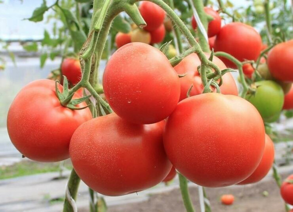 Испаритель томатов. Описание сорта, фото, отзывы