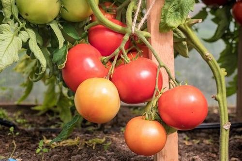 Вкус томатов «Дюшес». Характеристики, описание сорта, фото