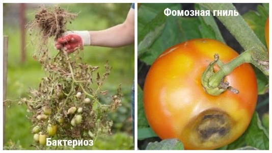 Вкус томатов «Дюшес». Характеристики, описание сорта, фото
