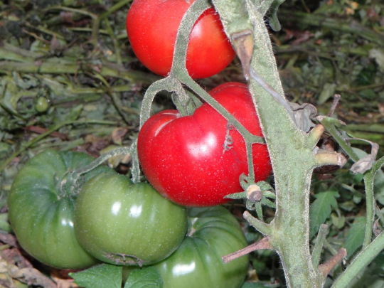 Больничный помидор. Описание сорта, фото, отзывы, характеристики, урожайность, где купить семена
