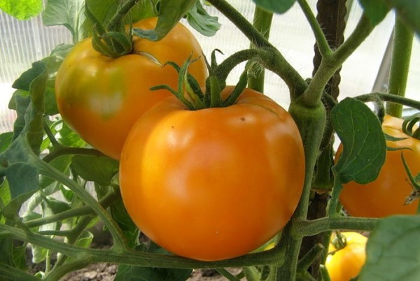 Хурма помидор Описание сорта, фото, отзывы, характеристики, урожайность, где купить