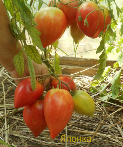 Японский помидор. Описание сорта, фото, отзывы, урожайность