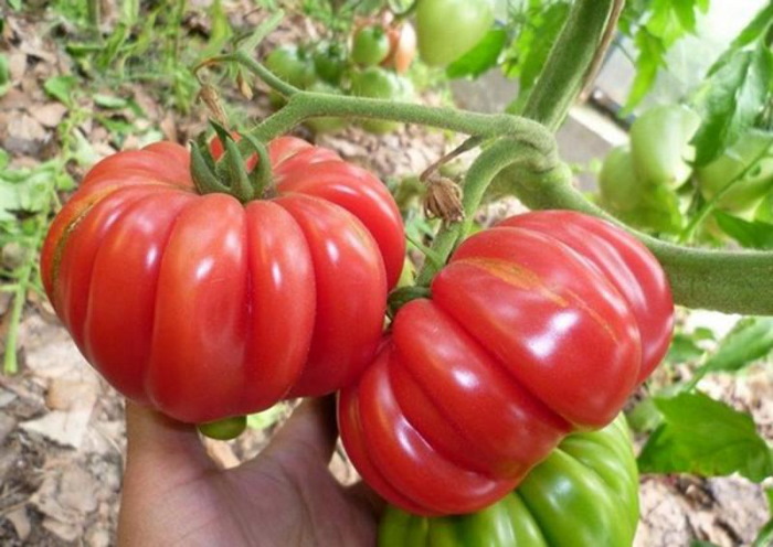 Японский крабовый томат. Описание сорта, фото, отзывы, урожайность