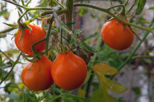 Японский томатный трюфель. Описание сорта, фото, отзывы, урожайность, характеристики