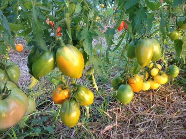 Южно-рыжий томат. Описание сорта, фото, отзывы, характеристики