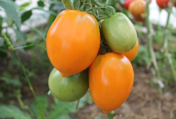 Южно-рыжий томат. Описание сорта, фото, отзывы, характеристики