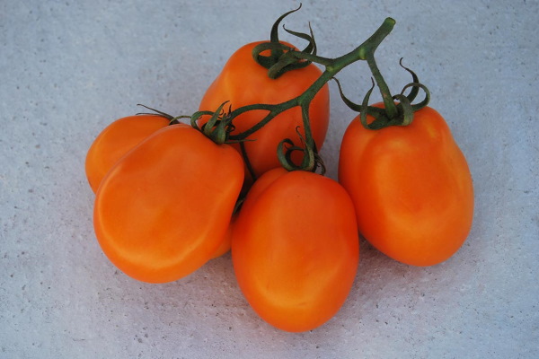 Южно-рыжий томат. Отзывы, характеристики, описание сорта, где купить семена, фото, урожайность
