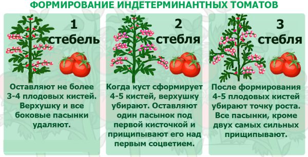 Южно-рыжий томат. Отзывы, характеристики, описание сорта, где купить семена, фото, урожайность