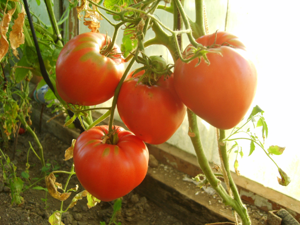 Клубничный помидор. Описание сорта, фото, отзывы