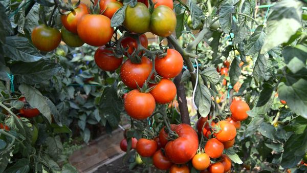 Клюша помидор. Описание сорта, фото, отзывы, урожайность, характеристики, где купить семена