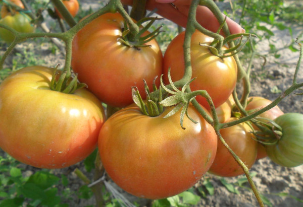 Колхозная томатная королева. Описание сорта, фото, отзывы, характеристики
