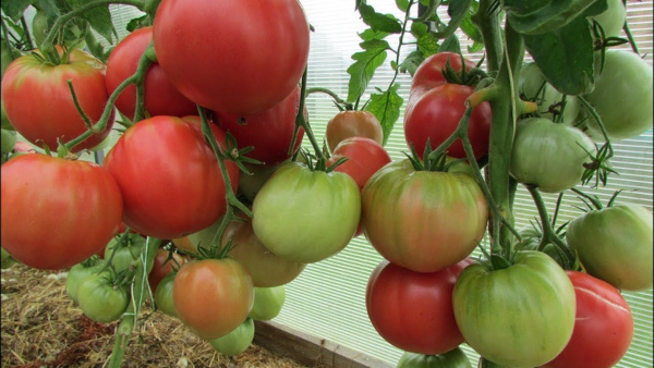 Колхозная томатная королева. Описание сорта, фото, отзывы, характеристики