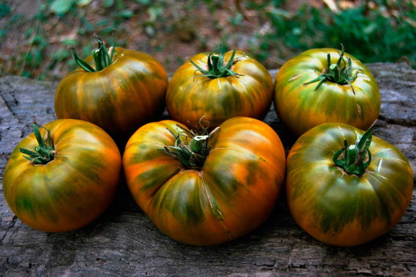 Малахитовая томатная коробка. Отзывы, фото, описание сорта, характеристики, где купить семена, урожайность