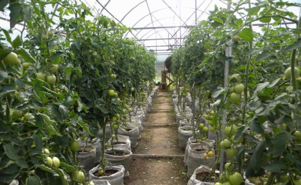 Малахитовая томатная коробка. Отзывы, фото, описание сорта, характеристики, где купить семена, урожайность